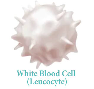 White Blood Cell Count (WBCs, Leukocytes)