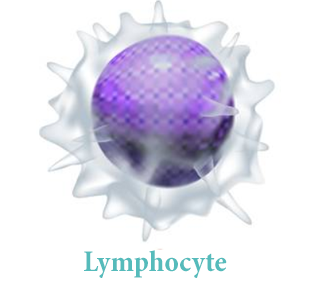 Лимфоциты (Lymphocyte)