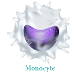 Моноциты (Monocytes)