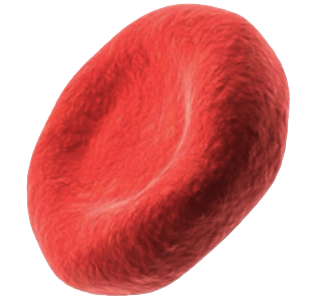 Red Blood Cells (RBC)