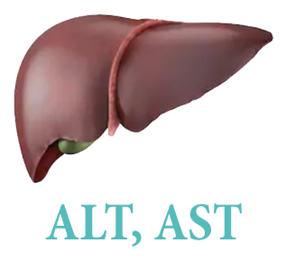 Аланинаминотрансфераза (АЛТ, АлАТ), Аспартатаминотрансфераза (АСТ, АсАТ)